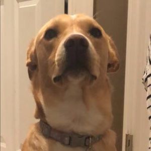 Meet your Posher, Daphne